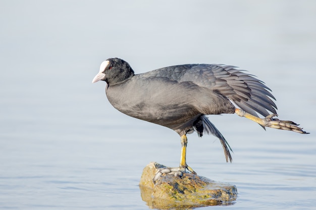 Ein gewöhnliches Blässhuhn-Stretching