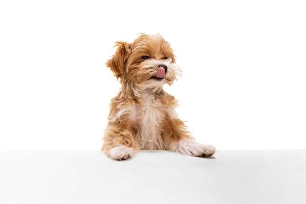 Ein glücklicher Hund Maltipoo goldene Farbe posiert isoliert über weißem Hintergrund Konzept der Schönheit Rasse Haustiere Tierleben