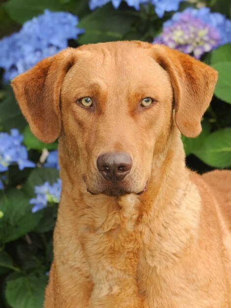 Ein großer Chesapeake Bay Retriever Hund in einem Garten mit blühenden Hortensienblüten