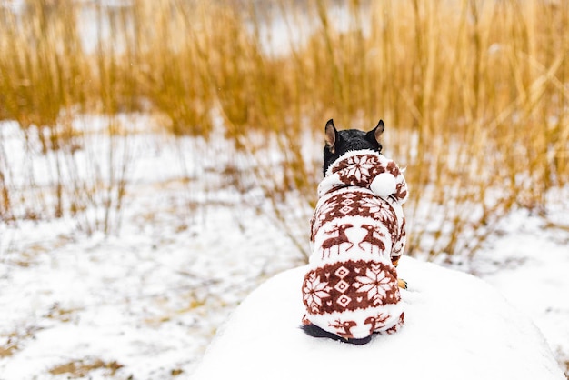 Ein hund in winterkleidung sitzt bei schneewetter gegenüber dem fluss haustier im winter