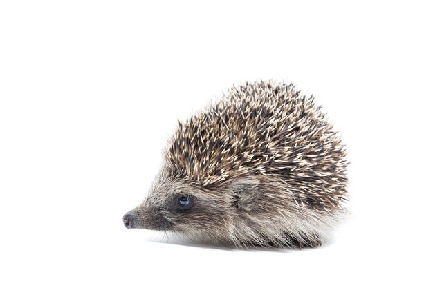 Bilder Igel Gratis Vektoren Fotos Und Psds