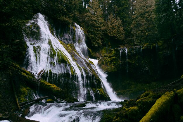 Ein kleiner schöner Wasserfall in einem Wald, der einen Fluss bildet
