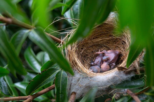 Ein kleiner Vogel im Nest auf einem Baum.