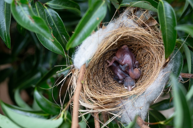 Ein kleiner Vogel im Nest auf einem Baum.