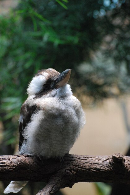 Ein Kookaburra-Vogel, der auf einem Baumast steht.