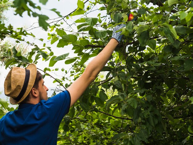 Ein männlicher Gärtner, der roten Apfel vom Baum auswählt