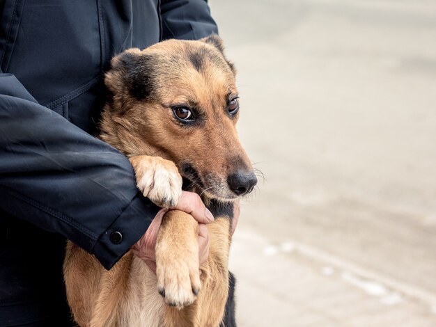 Ein mann unterstützt einen hund, der zu einer hinterpfote geworden ist
