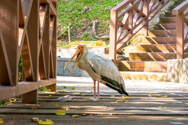 Bilder Storch Ein Animal Gratis Vektoren Fotos Und Psds