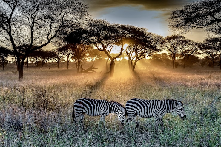 Kostenlose Foto ein mit gras und bäumen bedecktes feld, das bei sonnenuntergang von zebras umgeben ist