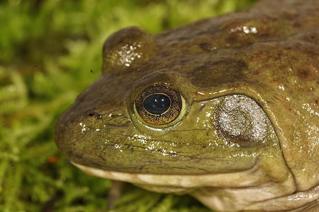 Kostenloses Foto ein nasser amerikanischer ochsenfrosch (rana catesbeiana) in oregon mit einem wunderschön detaillierten auge