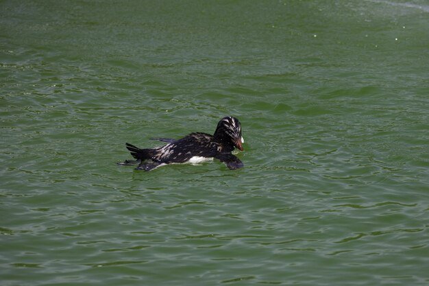 Ein Pinguin schwimmt in einem Pool
