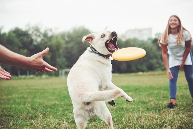 Ein schönes Mädchen, das mit ihrem geliebten Hund im Park spielt.