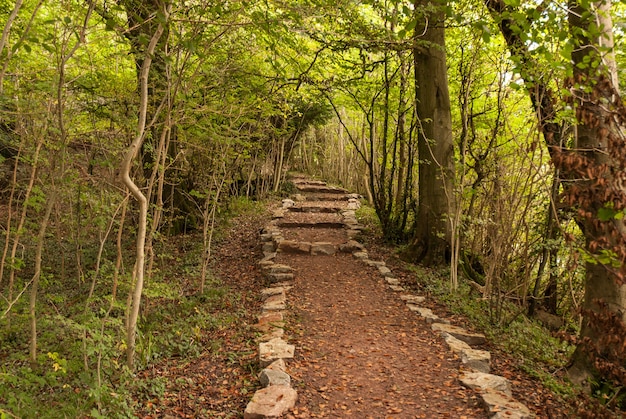 Ein Spaziergang im Wald - Wye Valley
