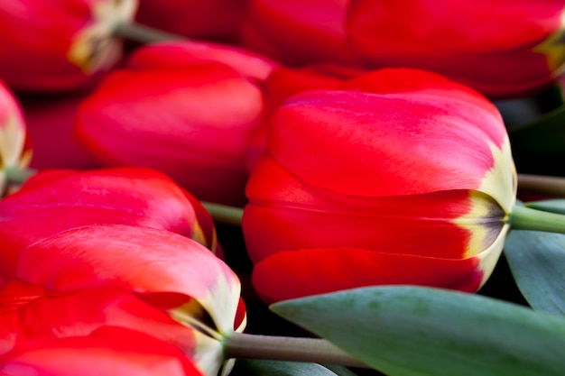Ein strauß schöner roter tulpen, rote blumentulpen werden für glückwünsche in der frühlingssaison verwendet