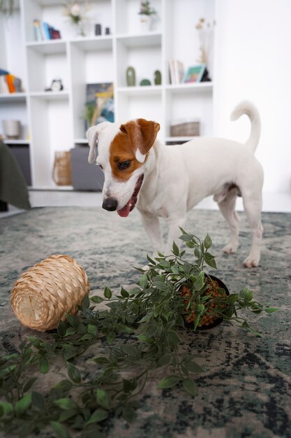 Ein süßer Hund macht eine Masse mit einem Pflanzentopf
