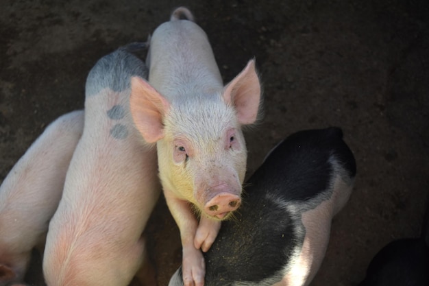 Kostenloses Foto ein süßes ferkel, das auf andere schweine tritt, um höher zu kommen.