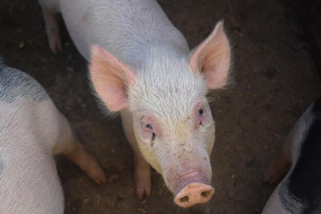 Ein süßes rosa Ferkel, das von seinem Stift aufschaut.