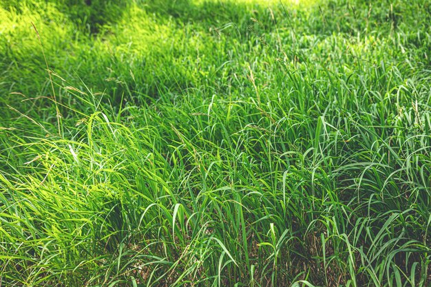 Ein Teil des Feldes, auf dem grünes Gras wächst, grünes Gras, das auf dem Feld wächst