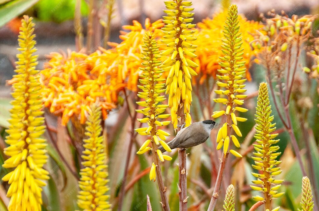 Ein vogel steht auf einer blühenden aloe vera im