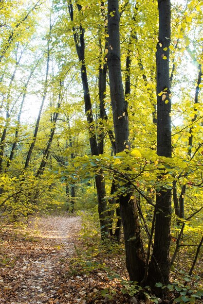 Ein Wald mit einem Weg durch die grünen Bäume und Büsche, abgefallene Blätter auf dem Boden, Chisinau, Moldawien