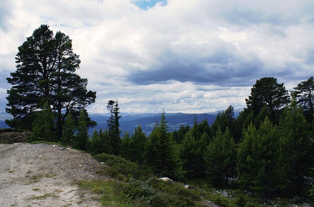 Ein Wald mit vielen grünen Bäumen, umgeben von hohen Bergen unter einem bewölkten Himmel in Norwegen