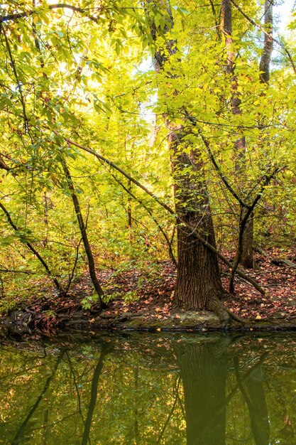 Ein Wald mit vielen grünen und gelben Bäumen und Büschen, abgefallenen Blättern auf dem Boden, kleinem Teich im Vordergrund, Chisinau, Moldawien