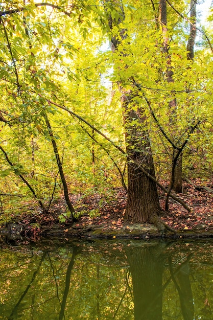 Ein Wald mit vielen grünen und gelben Bäumen und Büschen, abgefallenen Blättern auf dem Boden, kleinem Teich im Vordergrund, Chisinau, Moldawien