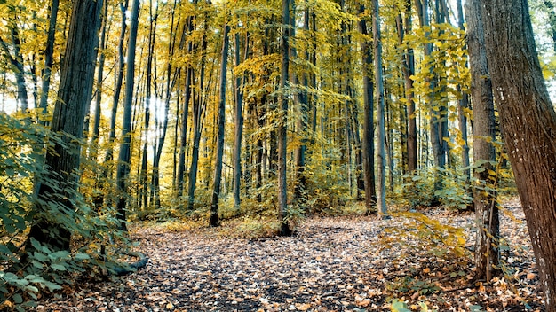 Ein Wald mit vielen grünen und gelben hohen Bäumen und Büschen, abgefallenen Blättern auf dem Boden, Chisinau, Moldawien