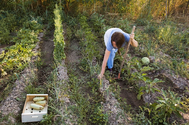 Ein weiblicher Landwirt, der auf dem Gebiet arbeitet