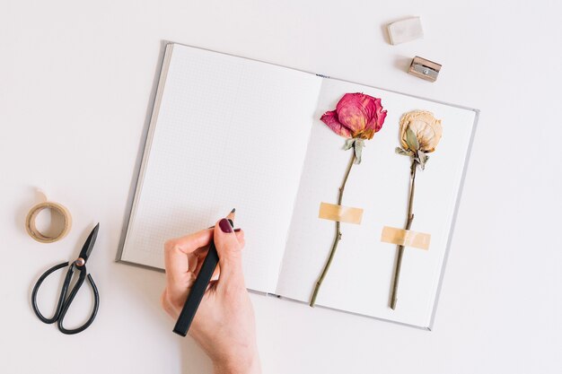 Ein weibliches Schreiben mit Bleistift auf Notizbuch mit den trockenen Rosen fest auf weißer Seite