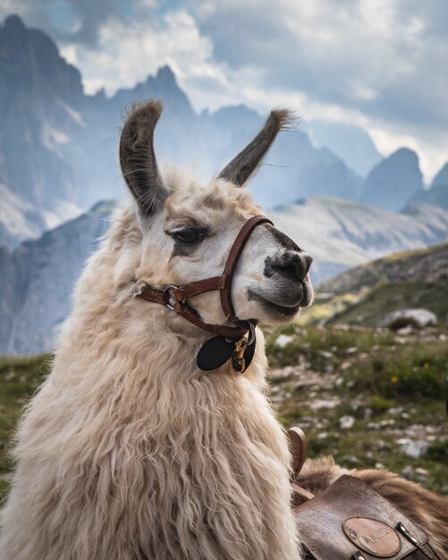 Ein weißes Lama mit verschwommenen Bergen