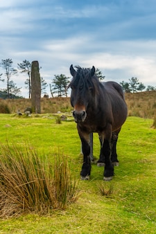 Ein wildes schwarzes pferd auf dem berg adarra in der stadt urnieta in der nähe von san sebastian, gipuzkoa