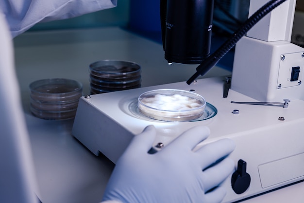 Ein Wissenschaftler, der eine Substanz in einer Petrischale untersucht, während er Virusforschung betreibt