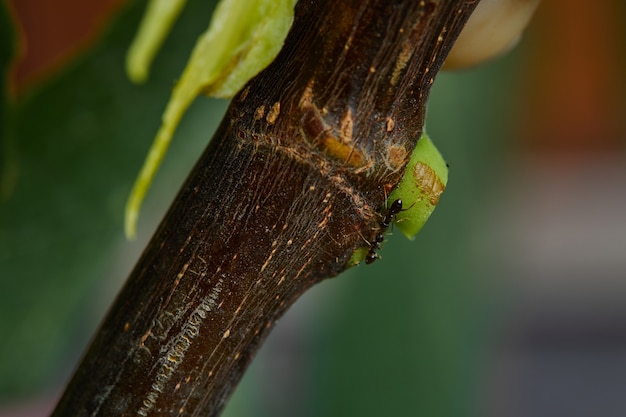 Ein Zweig eines Feigenbaums auf Garten. Nahansicht.