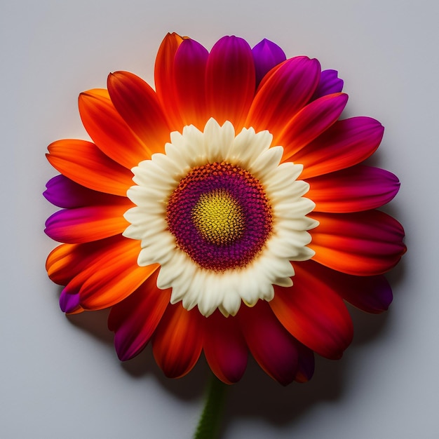 Eine Blume mit einem weißen Zentrum und einem roten Zentrum steht vor einem weißen Hintergrund.