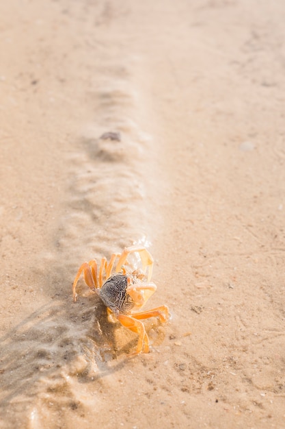 Eine Draufsicht der Krabbe auf nassem Sand