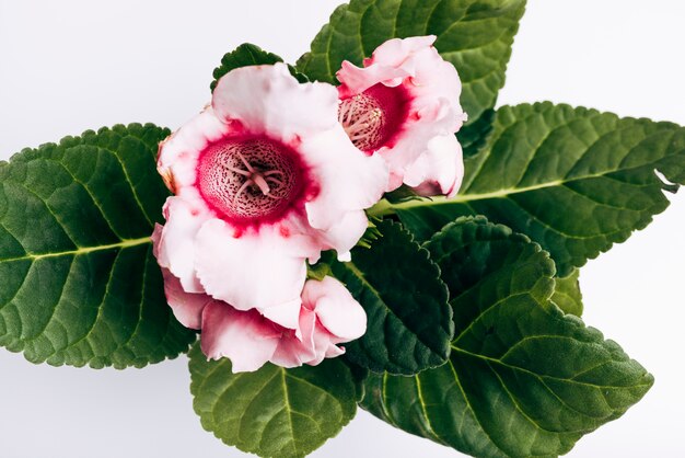 Eine Draufsicht der rosafarbenen Blume gegen weißen Hintergrund