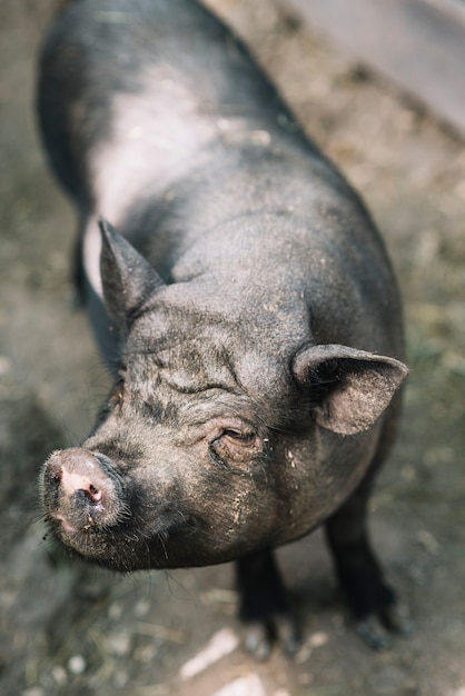 Kostenloses Foto eine draufsicht des schwarzen schweins