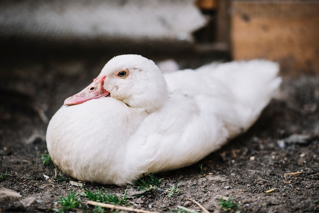 Eine einsame weiße Ente legte sich auf den Boden