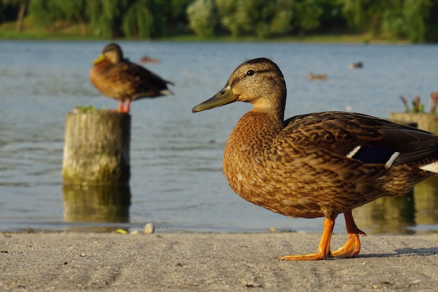 Eine ente, die nahe einem see in einem park geht