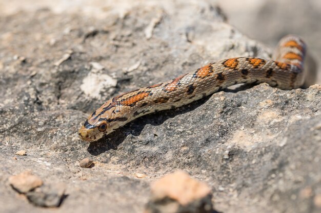Eine erwachsene Leopard-Schlange oder Europäische Ratsnake, Zamenis Situla, rutscht auf Felsen in Malta