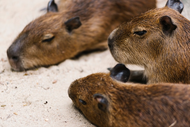 Eine Familie von Capybara entspannend