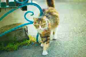 Kostenloses Foto eine flaumige niedliche hauskatze des grauen braunen weiß im im freien oder im park