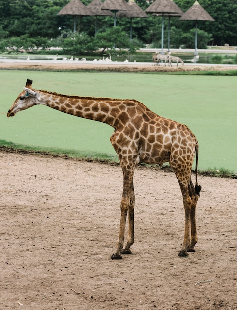 Eine Giraffe in einem Park im Freien