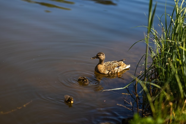 Eine große Entenkükenmutter ruht am Ufer des Stausees und schwimmt