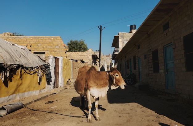 Eine heilige Kuh in einer Straße von Indien