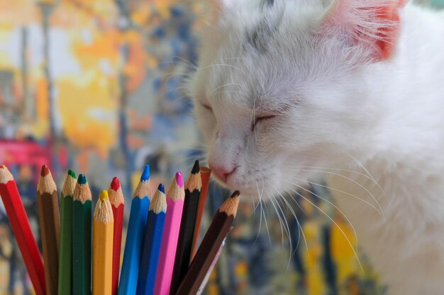 Eine junge weiße Hauskatze riecht mit geschlossenen Augen an den bunten Buntstiften