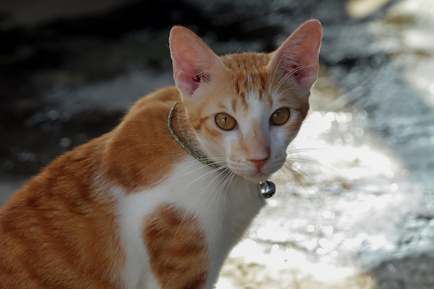 eine Katze, die sitzt und in die Kamera schaut