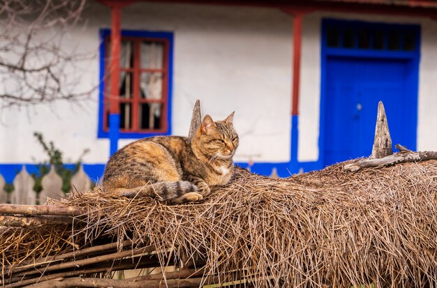 Eine Katze in der Nähe eines Hauses im Dorf