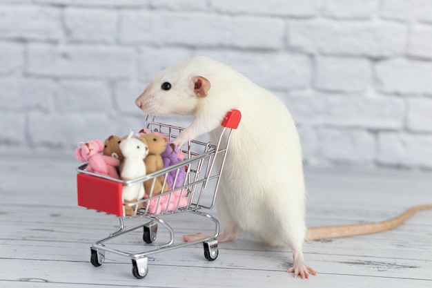 Eine kleine süße weiße ratte neben dem einkaufswagen ist vollgepackt mit bunten teddybären. einkaufen auf dem markt. geschenke für geburtstage und feiertage kaufen.
